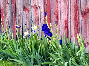 New Images August 2022 Prints: USA, Washington State, Kamiak Butte, Palouse. Bearded Iris along side a wooden barn