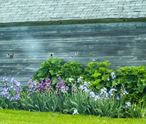 Images Dated 12th July 2022: USA, Washington State, Kamiak Butte, Palouse. Bearded Iris along side a wooden barn
