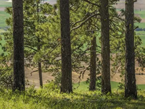 Plowed Prints: USA, Washington State, Kamiak Butte County Park. Ponderosa pine trees. Credit as