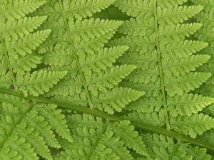 King County Prints: Usa, Washington State, Kirkland. Juanita Bay Park, Lady fern frond pattern from above