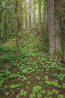 Fern Prints: USA, Washington State, Kitsap County. Forest scenic with vanilla leaf plants in foreground
