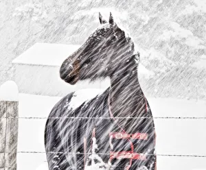 Line Prints: USA, Washington State, Kittitas County, Horse in snow storm