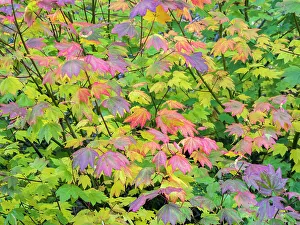 Kittitas County Prints: USA, Washington State, Kittitas County. Vine maple with fall colors