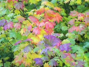Images Dated 21st July 2022: USA, Washington State, Kittitas County. Vine maple with fall colors