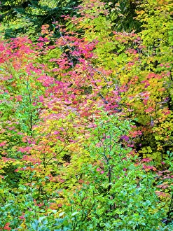 Images Dated 21st July 2022: USA, Washington State, Kittitas County. Vine maple with fall colors