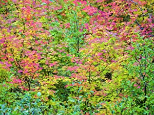 Images Dated 21st July 2022: USA, Washington State, Kittitas County. Vine maple with fall colors