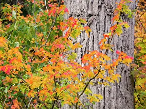USA, Washington State, Kittitas County. Vine maple with fall colors