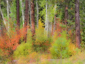Images Dated 21st July 2022: USA, Washington State, Kittitas County. Vine maple trees mixed in with some aspen trunks