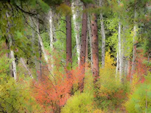 Images Dated 21st July 2022: USA, Washington State, Kittitas County. Vine maple trees mixed in with some aspen trunks