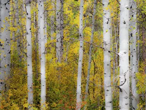 Images Dated 21st July 2022: USA, Washington State, Kittitas County. Aspen trunks with vine maples in the fall