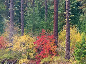 USA, Washington State, Kittitas County. Vine maple with fall colors