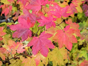 Images Dated 21st July 2022: USA, Washington State, Kittitas County. Vine maple with fall colors