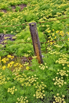 Images Dated 7th September 2024: USA, Washington State, Klickitat. Fence in amongst sweet fennel