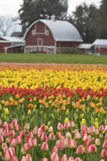 Images Dated 9th April 2007: USA, Washington State, La Conner. (PR) Barn, Skagit Valley Tulip Fields