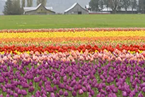 Images Dated 9th April 2007: USA, Washington State, La Conner. Skagit Valley Tulip Fields