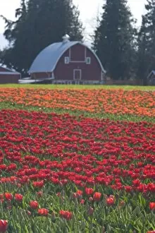 USA, Washington State, La Conner. (PR) Barn, Skagit Valley Tulip Fields