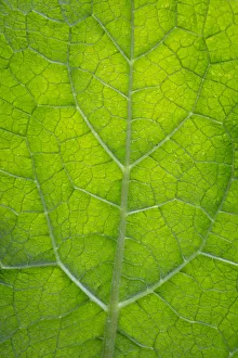 Images Dated 8th May 2018: USA, Washington State. Leaf detail