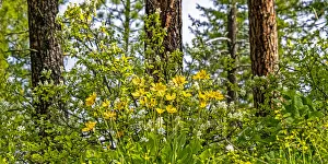 New Images August 2022 Prints: USA, Washington State, Leavenworth Balsamroot blooming amongst Ponderosa Pine