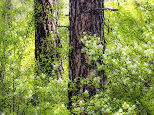 New Images August 2022 Prints: USA, Washington State, Leavenworth white flowering bush amongst Ponderosa Pine