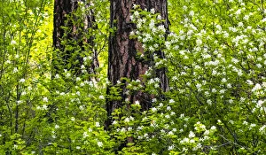 USA, Washington State, Leavenworth white flowering bush amongst Ponderosa Pine