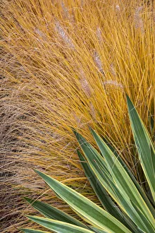 USA, Washington State, Lemolo. Close-up of garden plants in autumn