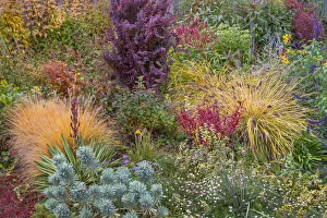Images Dated 2nd June 2020: USA, Washington State, Lemolo. Garden in autumn. Credit as
