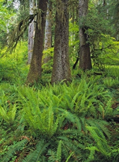 Lewis River Prints: USA, Washington State, Lewis River. Ferns fill the forest floor near the Lewis River