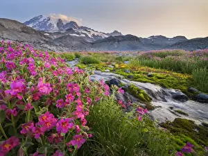 USA, Washington State. Lewiss Monkeyflower (Mimulus lewisii) along Panorama Trail
