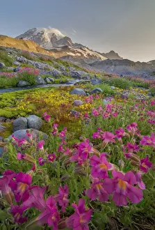 USA, Washington State. Lewiss Monkeyflower (Mimulus lewisii) along Panorama Trail
