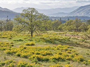 What's New: USA, Washington State. Lone Oak Tree in field of wildflowers