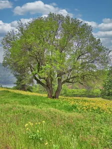 Danita Delimont New Images May 2025 Prints: USA, Washington State. Lone oak tree in wildflowers