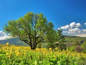 Danita Delimont New Images May 2025 Prints: USA, Washington State. Lone oak tree in wildflowers