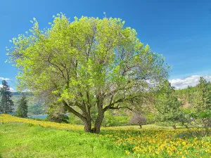 Danita Delimont New Images May 2025 Prints: USA, Washington State. Lone oak tree in wildflowers