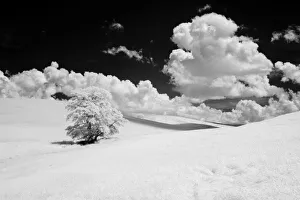 Images Dated 12th August 2021: USA, Washington State, Lone tree in field of wheat