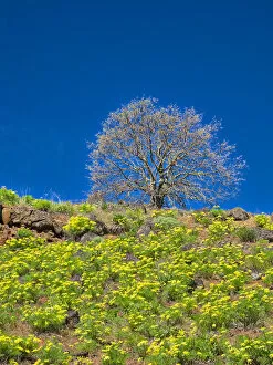 2022-08-19 Danita Delimont Dist 2325 images Gallery: USA, Washington State. Lone Tree on hillside with spring wildflowers