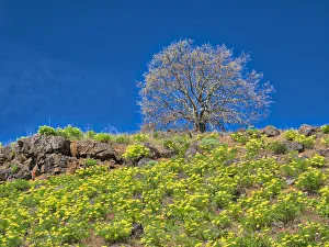 Images Dated 8th March 2022: USA, Washington State. Lone Tree on hillside with spring wildflowers