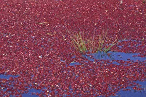 USA, Washington State, Long Beach. Cranberries floating in bog during wet harvest, Fall