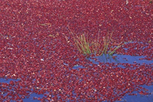 Images Dated 7th March 2005: USA, Washington State, Long Beach. Cranberries floating in bog during wet harvest, Fall