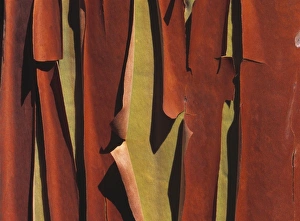 North West Prints: USA, Washington State, Lopez Island. Brown peeling Pacific Madrone bark reveals