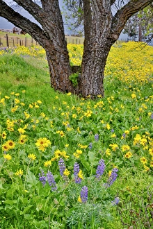 Images Dated 7th September 2024: USA, Washington State, Lyle. Oak trees with balsamroot and lupine