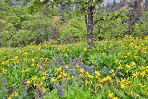 Images Dated 7th September 2024: USA, Washington State, Lyle. Oak trees with balsamroot and lupine