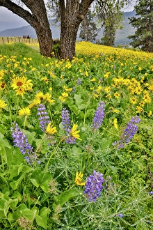 Images Dated 7th September 2024: USA, Washington State, Lyle. Oak trees with balsamroot and lupine