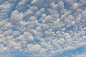 Salish Sea Prints: USA, Washington State. Mackerel sky makes compelling patterns in bright blue sky