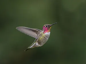 USA, Washington State. Male Annas Hummingbird (Calypte anna) displays its gorget