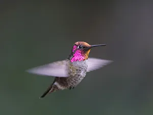 USA, Washington State. Male Annas Hummingbird (Calypte anna) displays its gorget