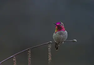 Images Dated 19th March 2015: USA, Washington State. Male Annas Hummingbird (Calypte anna) flashes its iridescent