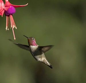 Iridescence Prints: USA. Washington State. Male Annas Hummingbird (Calypte anna) hovers at a fuchsia