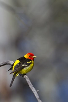 USA, Washington State. A male breeding plumage Wester Tanager (Piranga ludoviciana)