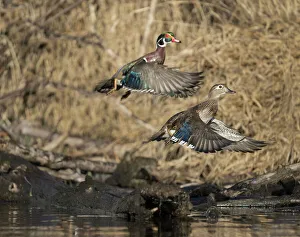 USA, Washington State. A male and female Wood Duck (Aix sponsa) take flight. Seattle