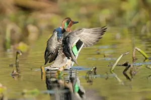 Animals Gallery: USA, Washington State. Male Green-winged Teal (Anas crecca) flaps its wings on Union Bay in Seattle